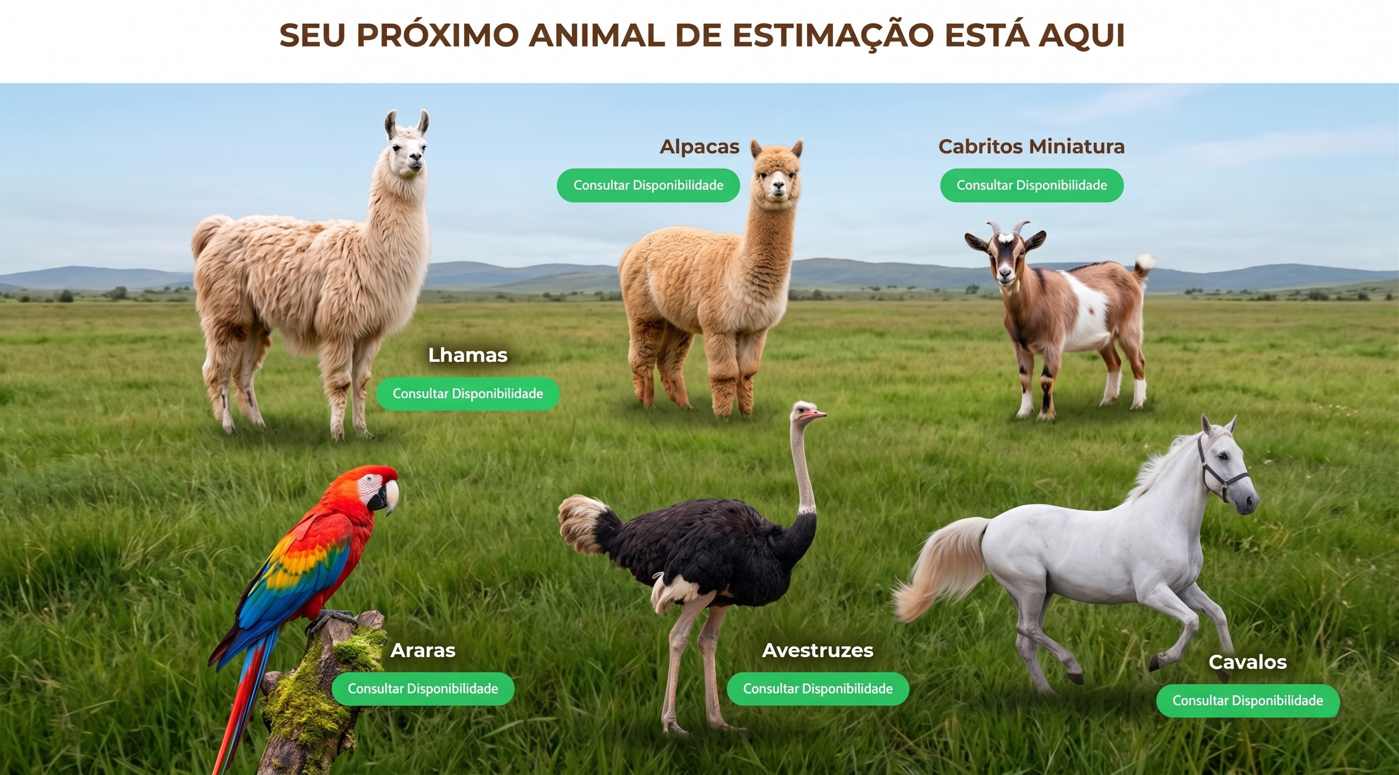 Panorama Lhamas Paraná