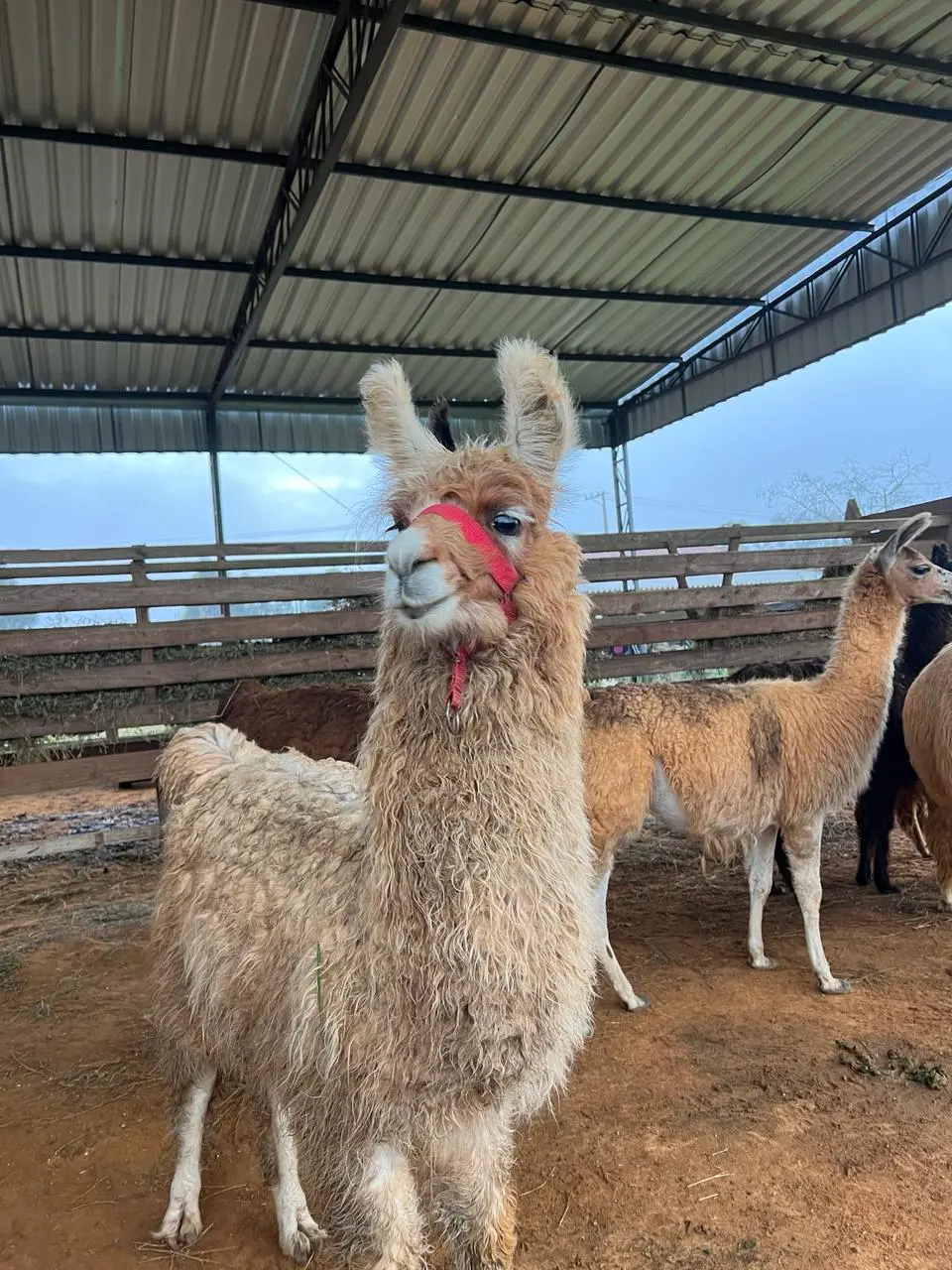 Alpacas